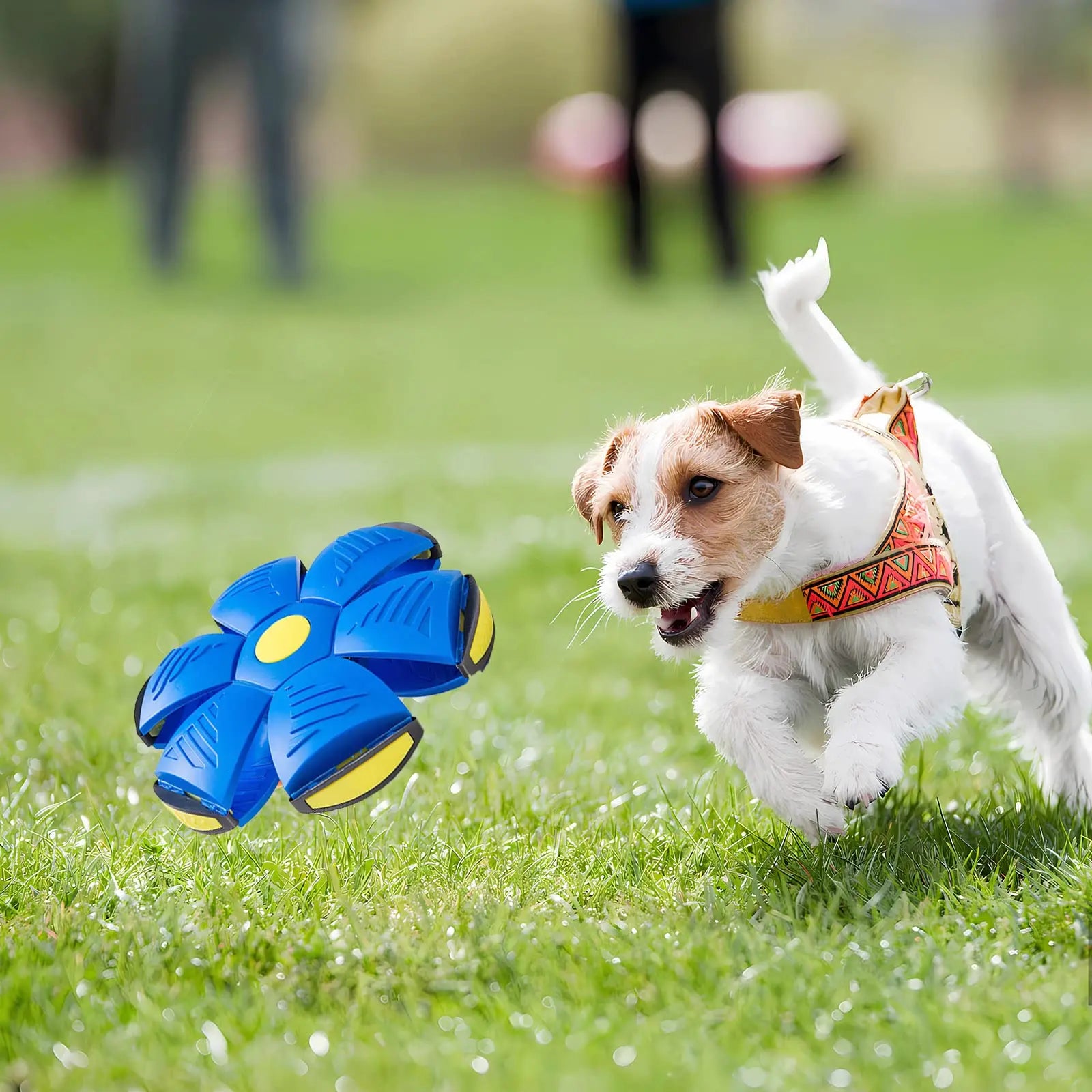 Flying Saucer Dog Ball